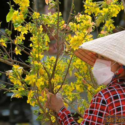 Những kỹ thuật chăm sóc mai vàng hiệu quả nhất