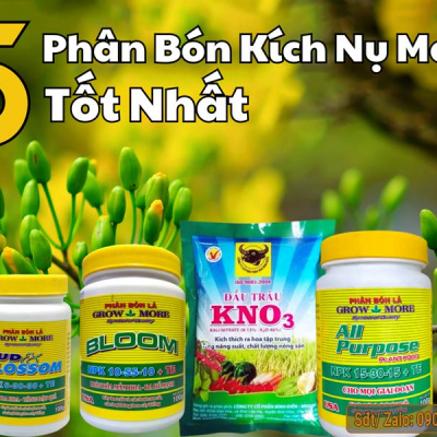 Top 5 phân bón kích nụ mai tốt nhất hiện nay