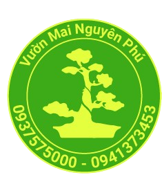 MAI VÀNG NGUYÊN PHÚ | VƯỜN MAI LONG AN ❀❀